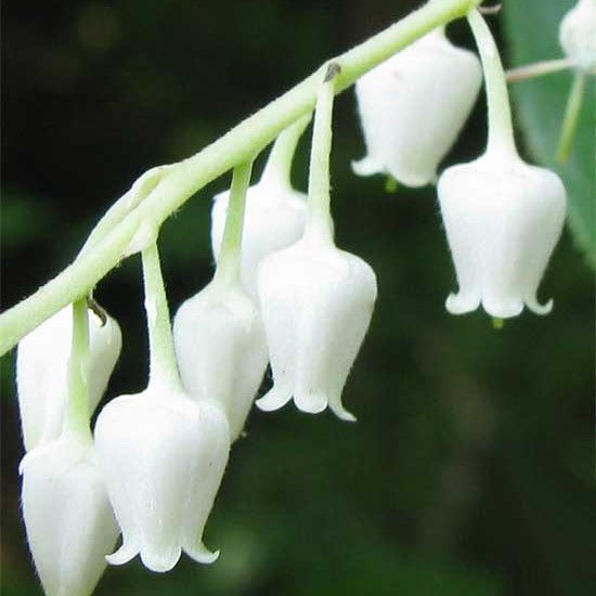 Deciduous foliage of Sourwood Tree (Oxydendrum arboreum) in a garden setting.
