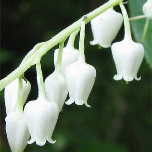 Deciduous foliage of Sourwood Tree (Oxydendrum arboreum) in a garden setting.