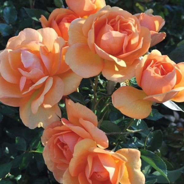 South Africa&reg; Sunbelt&reg; Floribunda Rose