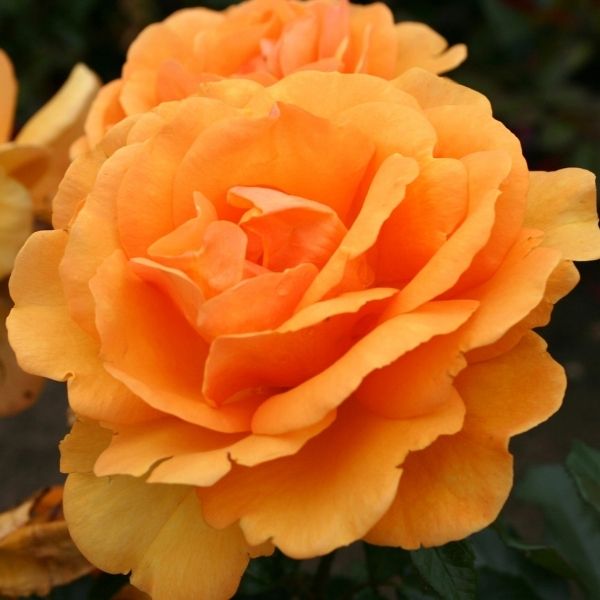 South Africa® Sunbelt® Floribunda Rose
