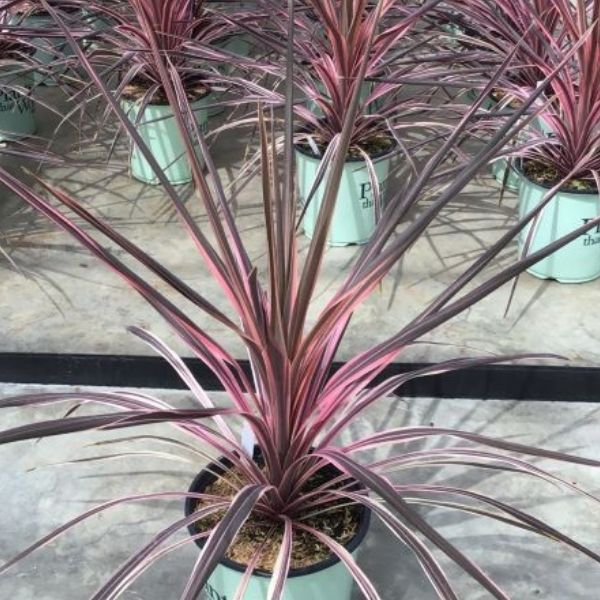 Southern Splendor Cordyline - Nature Hills Nursery - #1 Container - 