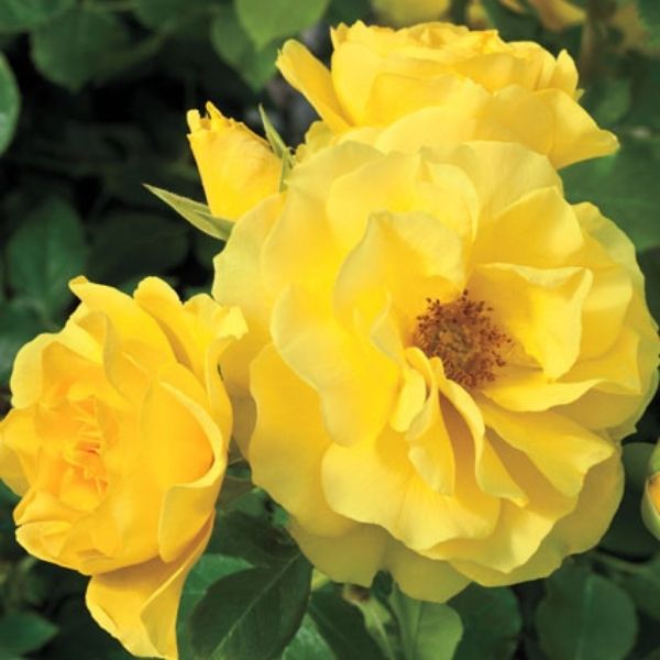 Sparkle &amp; Shine™ Floribunda Rose - Rose - Nature Hills Nursery - 3 Container - 