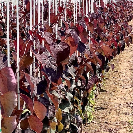 Sparkling Wine&trade; Redbud Tree - Nature Hills Nursery - 4 - 5 Feet Bareroot - 