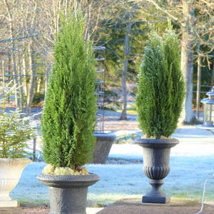 Two Spartan Juniper trees in decorative urns showing narrow columnar growth habit and dense dark green foliage