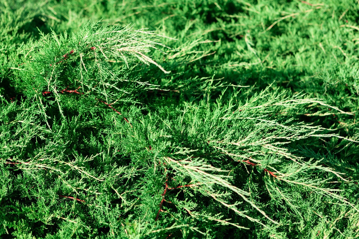 Close-up of Spartan Juniper (Juniperus chinensis 'Spartan') showing dense dark green scale-like foliage with small berries