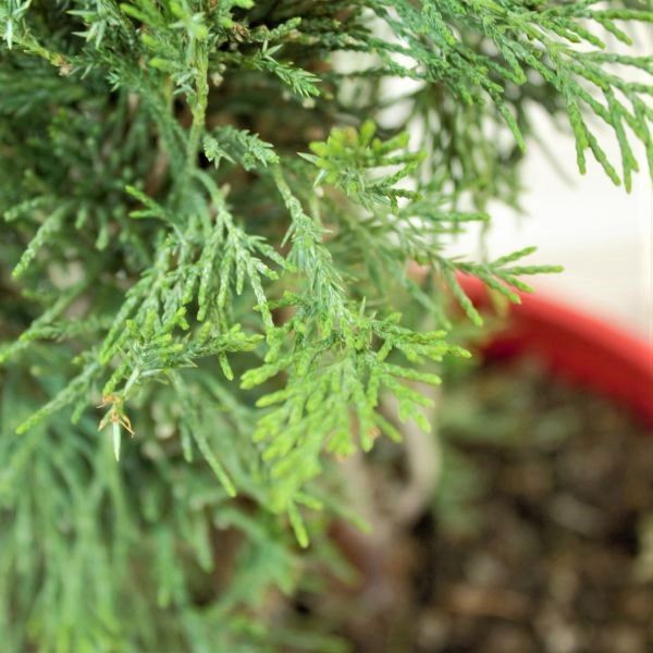 Close-up of Spartan Juniper scale-like foliage showing dense branching pattern that stays green year-round