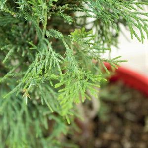 Close-up of Spartan Juniper scale-like foliage showing dense branching pattern that stays green year-round