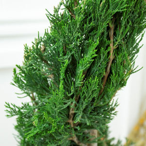 Spartan Juniper Spiral Topiary - Nature Hills Nursery - #5 Container 2 - 3 Feet - 