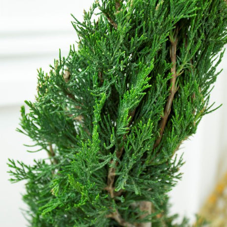 Spartan Juniper Spiral Topiary - Nature Hills Nursery - #5 Container 2 - 3 Feet - 