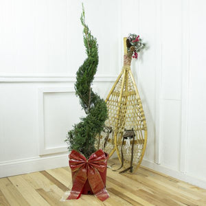 Spartan Juniper Spiral Topiary - Nature Hills Nursery - #5 Container 2 - 3 Feet - 