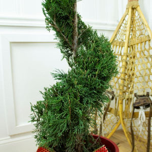 Spartan Juniper Spiral Topiary - Nature Hills Nursery - #5 Container 2 - 3 Feet - 