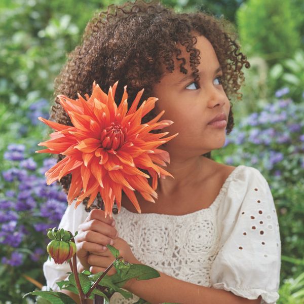 Spectacle Dahlia - Nature Hills Nursery - 5 Pack Bulbs - 