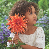 Spectacle Dahlia - Nature Hills Nursery - 5 Pack Bulbs - 