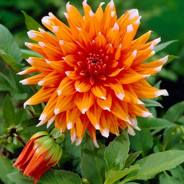 Spectacle Dahlia - Nature Hills Nursery - 5 Pack Bulbs - 