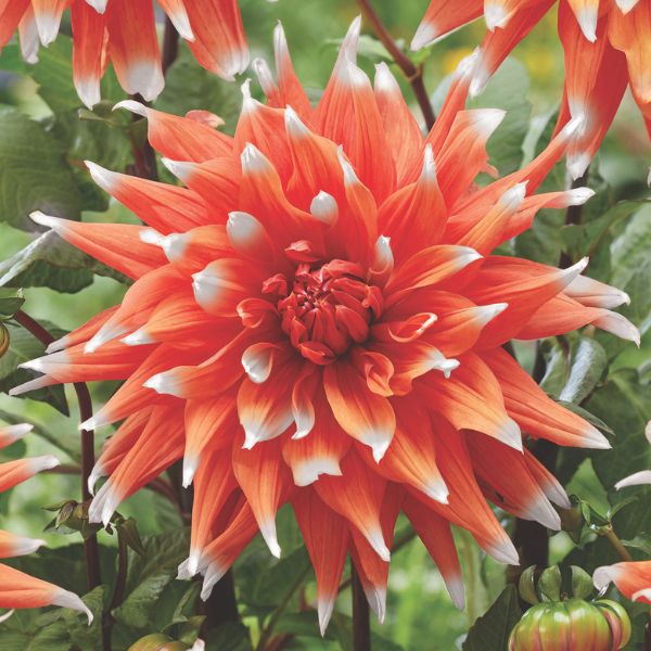 Spectacle Dahlia - Nature Hills Nursery - 5 Pack Bulbs - 