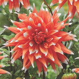 Spectacle Dahlia - Nature Hills Nursery - 5 Pack Bulbs - 