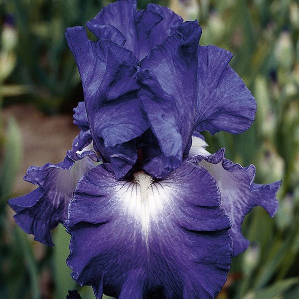 Speeding Again Tall Bearded Iris - Nature Hills Nursery - Bareroot - 