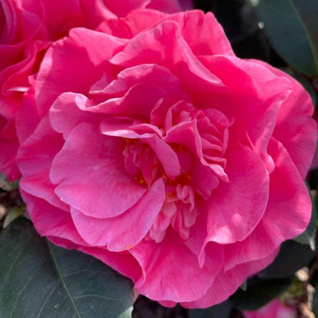 Spellbound Camellia - Nature Hills Nursery - #5 Container - 