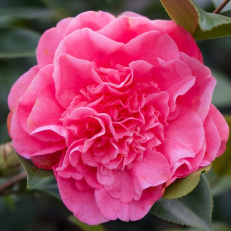 Spellbound Camellia - Nature Hills Nursery - #5 Container - 