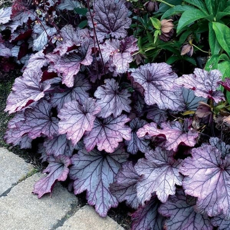 Spellbound Coral Bells - Nature Hills Nursery - #1 Container - 