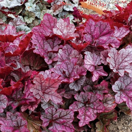 Spellbound Coral Bells - Nature Hills Nursery - #1 Container - 