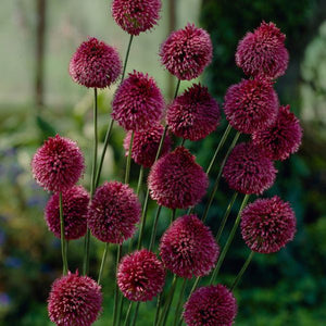 Sphaerocephalon Allium - Nature Hills Nursery - 25 Pack Bulbs - 