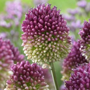 Sphaerocephalon Allium - Nature Hills Nursery - 25 Pack Bulbs - 
