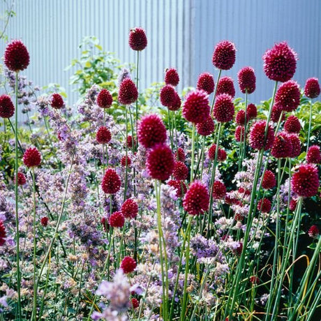 Sphaerocephalon Allium - Nature Hills Nursery - 25 Pack Bulbs - 