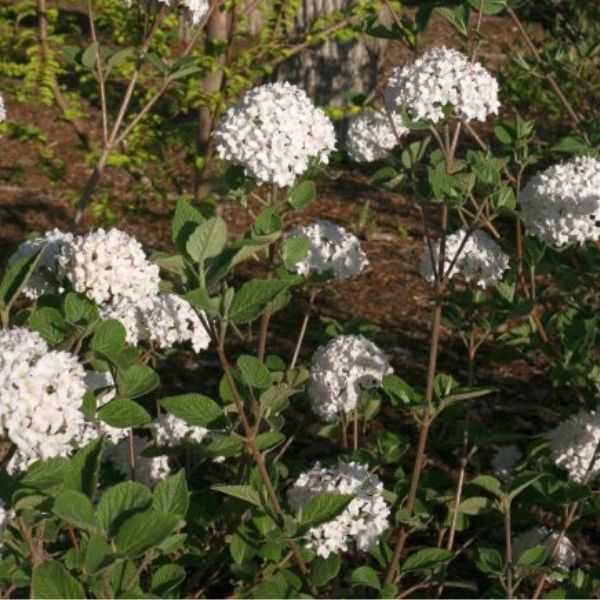 Proven Winners Spice Baby Koreanspice Viburnum - Thumbnail 5