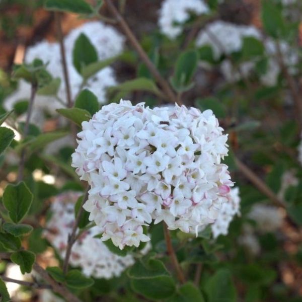 Proven Winners Spice Baby Koreanspice Viburnum - Thumbnail 2