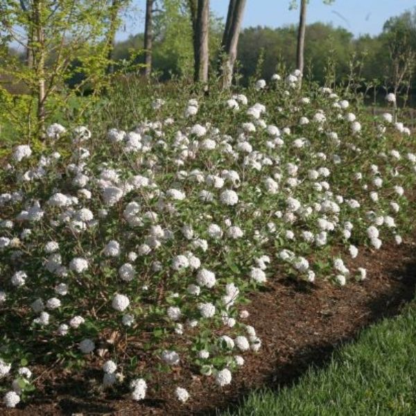 Proven Winners Spice Baby Koreanspice Viburnum - Thumbnail 4