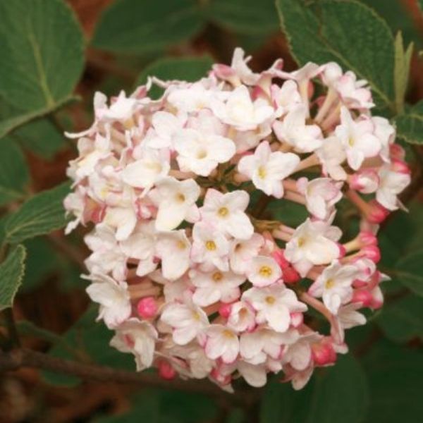 Proven Winners Spice Baby Koreanspice Viburnum - Thumbnail 3