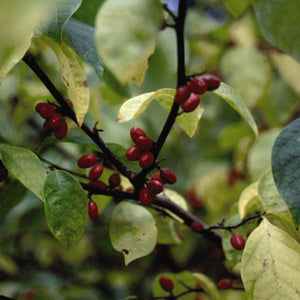 Spice Bush (Lindera benzoin), a shrub featuring yellow, green flowers and deciduous.