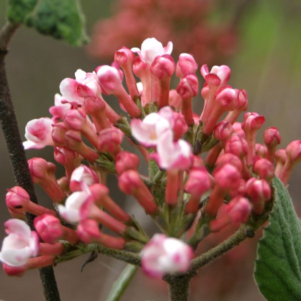 Spice Girl® Korean Spice Viburnum - Nature Hills Nursery - #3 Container 1 - 2 Feet - 