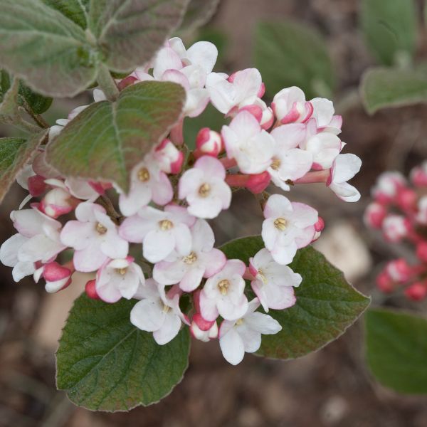 Spice Girl® Korean Spice Viburnum - Nature Hills Nursery - #3 Container 1 - 2 Feet - 