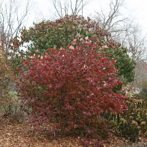Spice Girl® Korean Spice Viburnum - Nature Hills Nursery - #3 Container 1 - 2 Feet - 