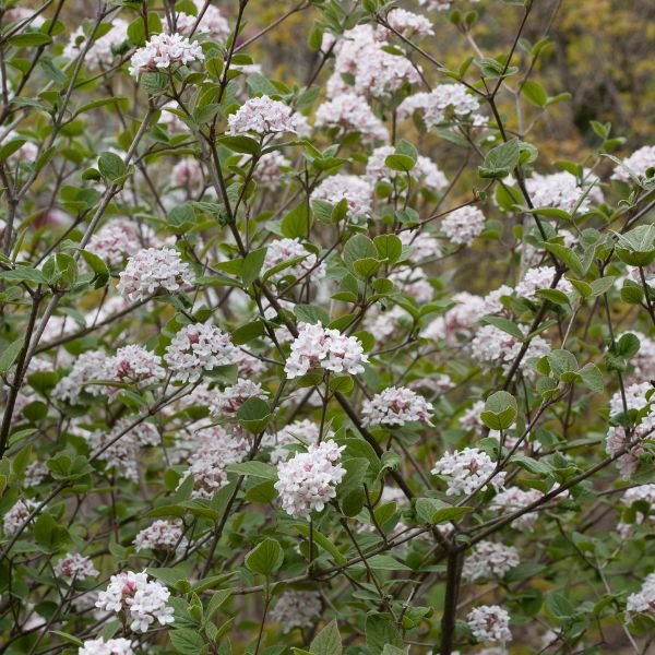 Spice Girl® Korean Spice Viburnum - Nature Hills Nursery - #3 Container 1 - 2 Feet - 