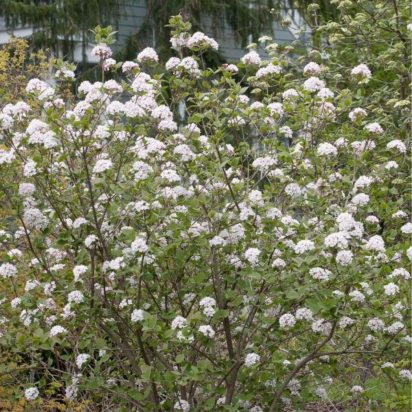 Spice Girl® Korean Spice Viburnum - Nature Hills Nursery - #3 Container 1 - 2 Feet - 