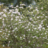 Spice Girl® Korean Spice Viburnum - Nature Hills Nursery - #3 Container 1 - 2 Feet - 
