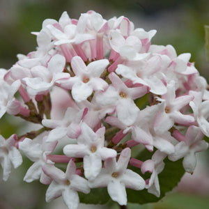 Deciduous foliage of Spice Girl® Korean Spice Viburnum (Viburnum carlesii 'Spiro' PP24,251) in a garden setting.