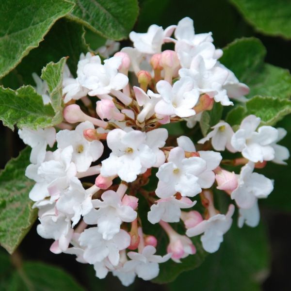 Red fall foliage on Spice Island™ Korean Spice Viburnum (Viburnum carlesii 'Select A').