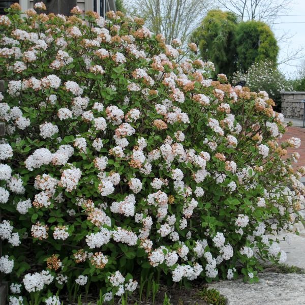 Deciduous foliage of Spice Island™ Korean Spice Viburnum (Viburnum carlesii 'Select A') in a garden setting.