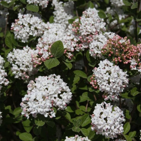 Spice Island™ Korean Spice Viburnum (Viburnum carlesii 'Select A') growing in a garden landscape, showing mature shrub form.