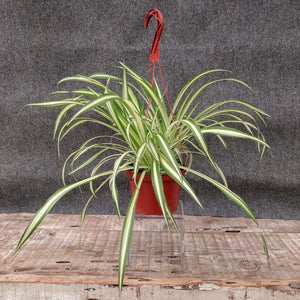 Spider Plant - Nature Hills Nursery - 6 Inch Container - 