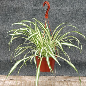 Spider Plant - Nature Hills Nursery - 6 Inch Container - 