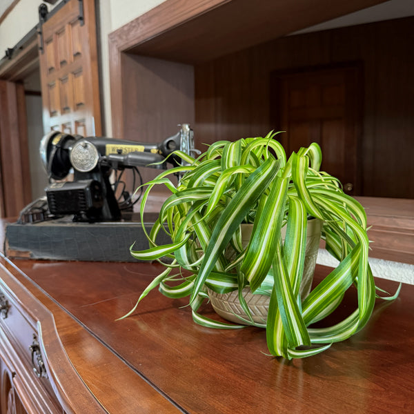 Spider Plant Curly in a 6 inch pot, view 2