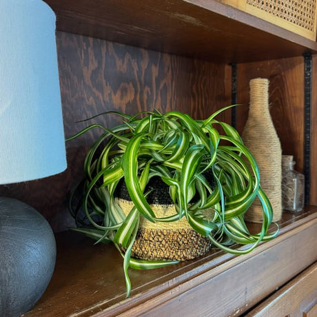 Spider Plant Curly in a 6 inch pot