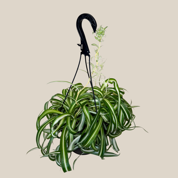 Spider Plant Curly in an 8 inch hanging basket, view 2