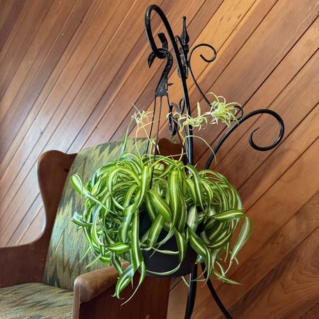 Spider Plant Curly in an 8 inch hanging basket