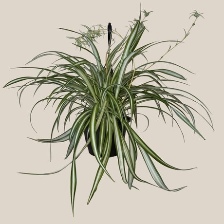 Variegated Spider Plant in an 8 inch hanging basket, view 2